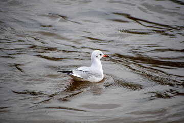 A Black-headed Gull paddling on the water on a river.