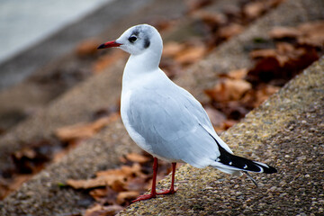 A Black-headed Gull standing on Victoria Embankment on the river Trent in Nottingham, UK.