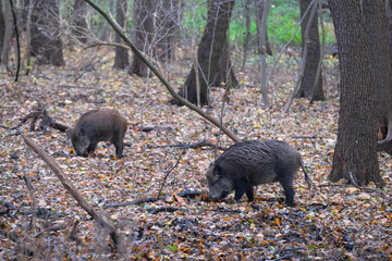 Wild boars are walking in the autumn forest