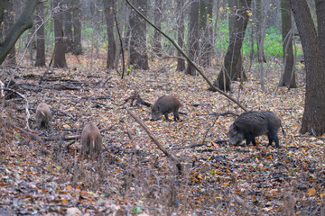 Wild boars are walking in the autumn forest
