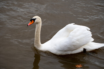 Fototapeta premium Mute Swan on the water of a river.