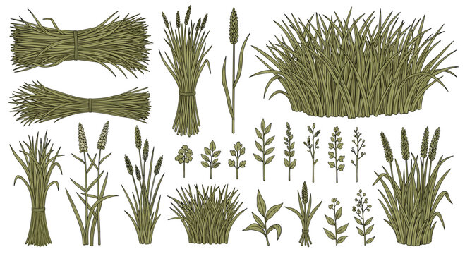 Collection of various grass and plant illustrations with detailed textures.