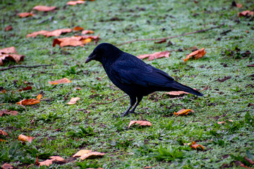 A Common Crow looking for food near the waterfront of a river.