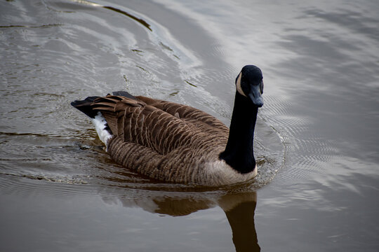 A Canada-Goose on water on a river. - Powered by Adobe