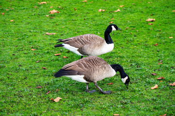 Canada Geese feeding on grass near a river.