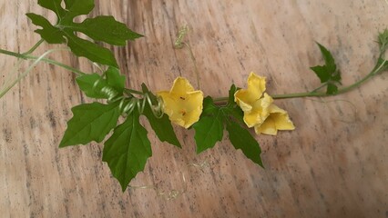 Bitter melon plant on brown background. Also known as Momordica charantia, cerassee, goya, bitter apple, bitter gourd, bitter squash, balsam-pear, karela, karavila, peria, pare.