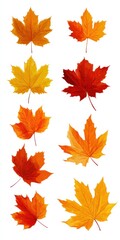 Fototapeta premium Colorful Maple Leaves in Various Shades of Autumn Hue