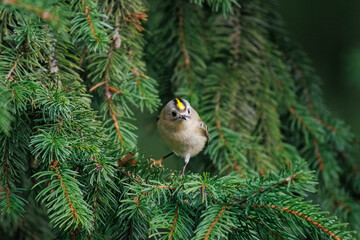 A goldcrest (Regulus regulus) perched on a spruce branch on a cloudy autumn day.