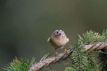 Close-up of a goldcrest (Regulus regulus) perched on a spruce branch against a grey-green background with copy space.