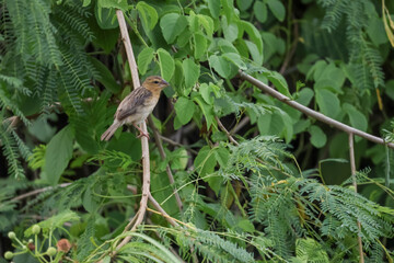 The bird is rest and stay in the tree
