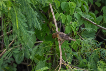 The bird is rest and stay in the tree