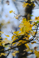Autumn trees in yellow forest. Park with fallen leaves on the foreground	