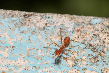 Close up the red ant on old wall