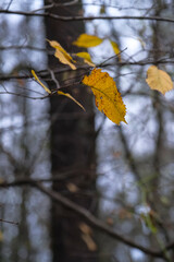 Autumn trees in yellow forest. Park with fallen leaves on the foreground	