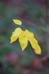 Autumn trees in yellow forest. Park with fallen leaves on the foreground	