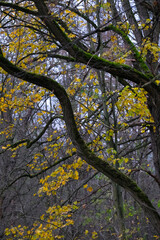 Autumn trees in yellow forest. Park with fallen leaves on the foreground	