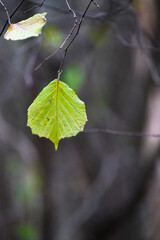 Autumn trees in yellow forest. Park with fallen leaves on the foreground	