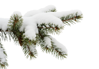 Christmas tree branch with snow isolated on white or transparent background