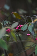 Autumn trees in yellow forest. Park with fallen leaves on the foreground	