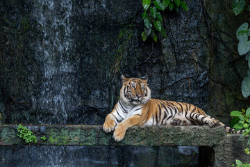 Close up bengal tiger is beautiful animal and dangerous in forest
