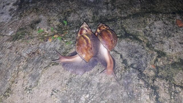 Two African Snails Achatina fulica Interact in Wet Cast in 4K High Angle