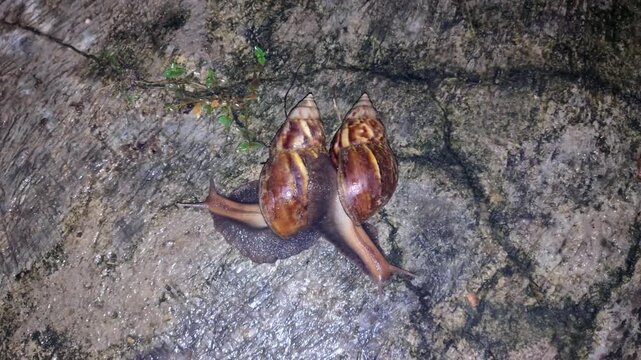 African Snail Pair Achatina fulica Crawling 4K on Damp Rock Top Shot