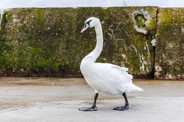 Full Body Shot of Swan on Concrete Walkway