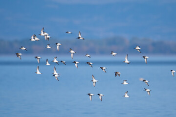 A flock of sandpipers glides over calm blue water, framed by forested hills and a tranquil sky.