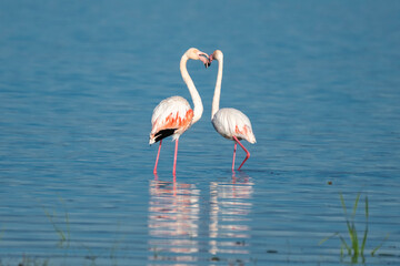 Two flamingos stand in shallow water, their curved necks forming a heart shape in a serene lakeside scene