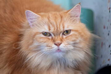 Orange cat with long hair and natural composition