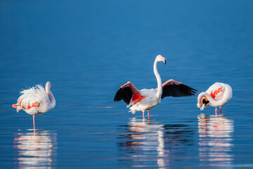 Three flamingos pose in shallow water—one resting, one preening, and one mid-display—reflected in serene blue stillness.