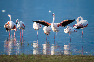 A group of flamingos gathers in shallow water, one spreading its wings amid serene reflections and soft light.
