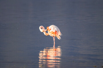 A flamingo rests with its head tucked in calm blue water, glowing softly in warm, tranquil light.