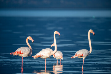 Four flamingos stand in shallow blue water, their reflections shimmering in a tranquil, natural setting.