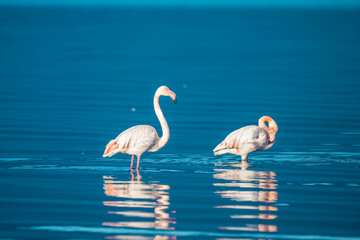 Fototapeta premium Two flamingos stand gracefully in shallow water