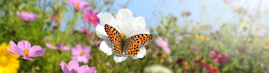 Schmetterling 1342 © K.-U. Häßler