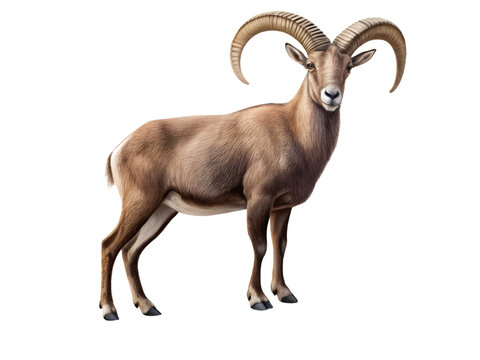 Majestic urial ram with curved horns isolated on transparent background
