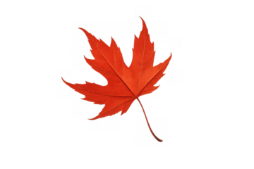 Vibrant red maple leaf representing autumn season changes, growth, and nature's cycle with transparent background