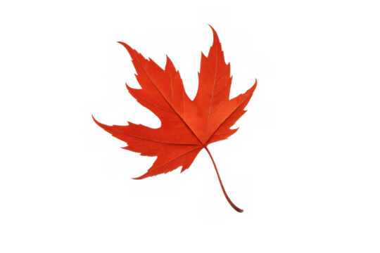 Vibrant red maple leaf representing autumn season changes, growth, and nature's cycle with transparent background