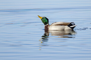 a duck splashes water droplets around his head, a male mallard shakes his head, the sun shines on the lake, small waves, Anas platyrhynchos