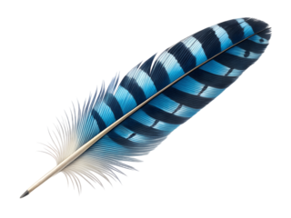 Beautiful blue jay feather isolated on transparent background with black stripes