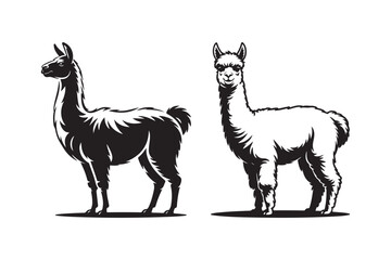 Fototapeta premium Two llamas standing side by side in black and white illustration