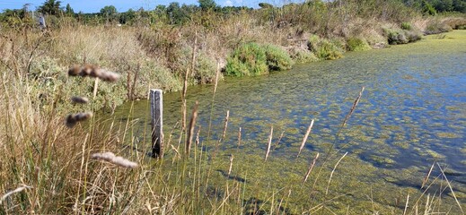Among reeds and floating algae, the marsh water captures sky tones and earth whispers. A fragile, thriving ecosystem where every plant plays its part in the balance of life.