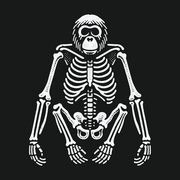 Stylized sitting monkey skeleton graphic illustration on black background.