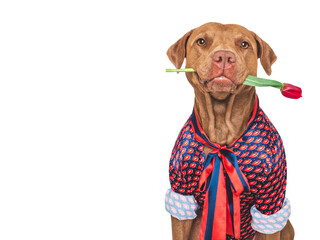 Cute dog and red tulip. Close-up, indoors. Studio shot, isolated background. Congratulations for family, relatives, loved ones, friends and colleagues. Pets care concept