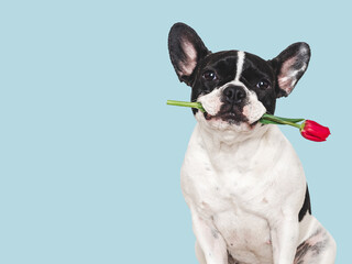 Cute puppy and red tulip. Close-up, indoors. Studio shot, isolated background. Congratulations for family, relatives, loved ones, friends and colleagues. Pets care concept