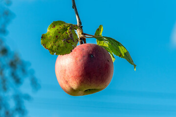 Red apple hanging from tree branch with green leaves and blue sky in the background. Apple glowing in sunlight against sky and trees representing purity simplicity and the quiet rhythm of nature.