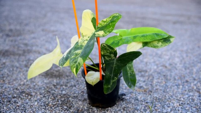 Closeup to New hybrid plant Philodendron billietiae x florida beautyin the pot 