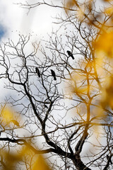 Black crows, birds in trees, yellow leaves, bokeh sky, minimalist beauty of nature and wildlife.