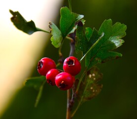 red berries of a currant